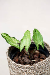 Hapaline celatrix "tricolor form"
